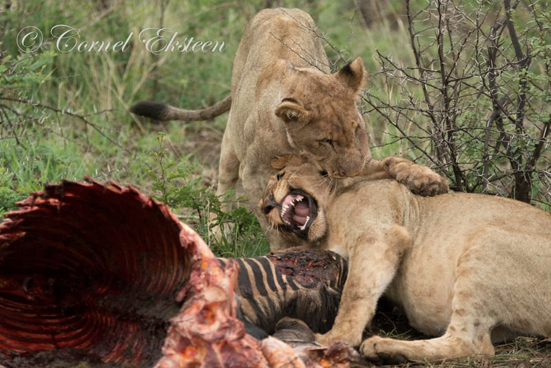 Impodimo Game Lodge Madikwe Game Reserve Zewnętrze zdjęcie