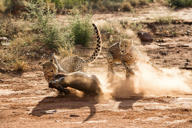 Impodimo Game Lodge Madikwe Game Reserve Zewnętrze zdjęcie