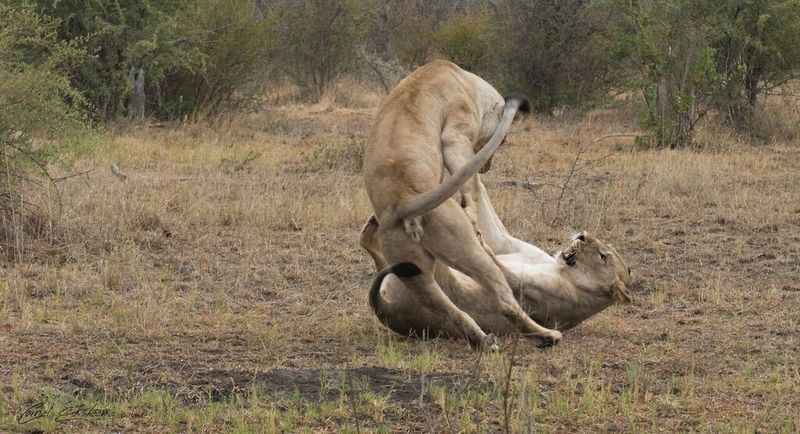 Impodimo Game Lodge Madikwe Game Reserve Zewnętrze zdjęcie