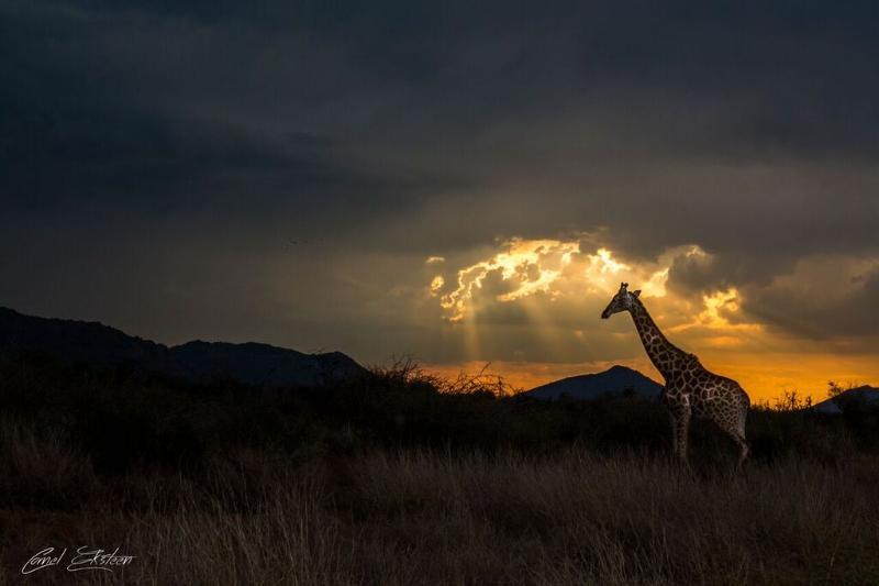 Impodimo Game Lodge Madikwe Game Reserve Zewnętrze zdjęcie